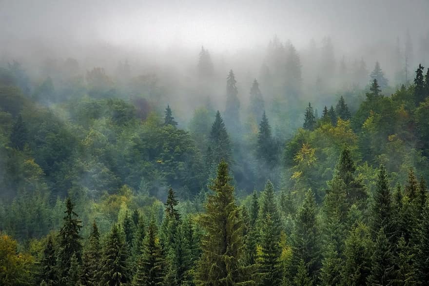 Each of the separate meanings of life may be like a tree which is ultimately part of the same forest.
